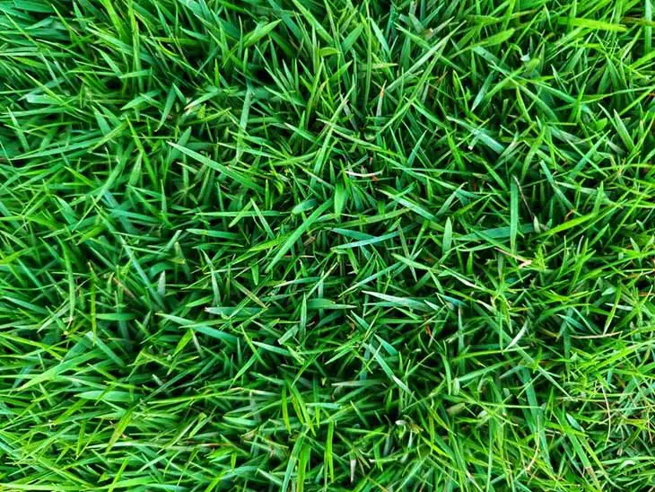 Zoysia-grass