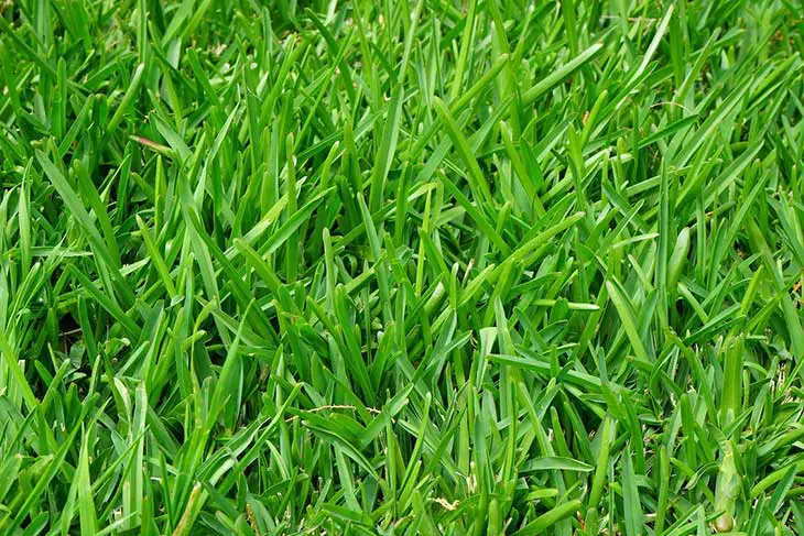 suitable-grass-to-overseed-Bermuda