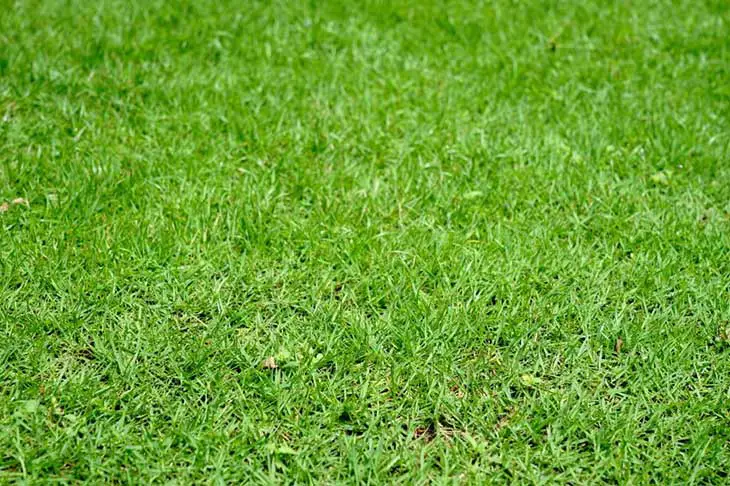 what-grass-mixes-well with-bermuda