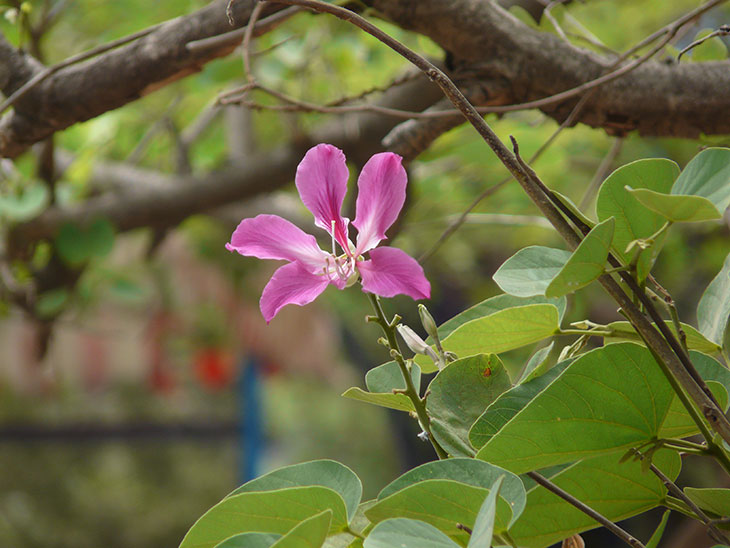 Chinese orchid tree
