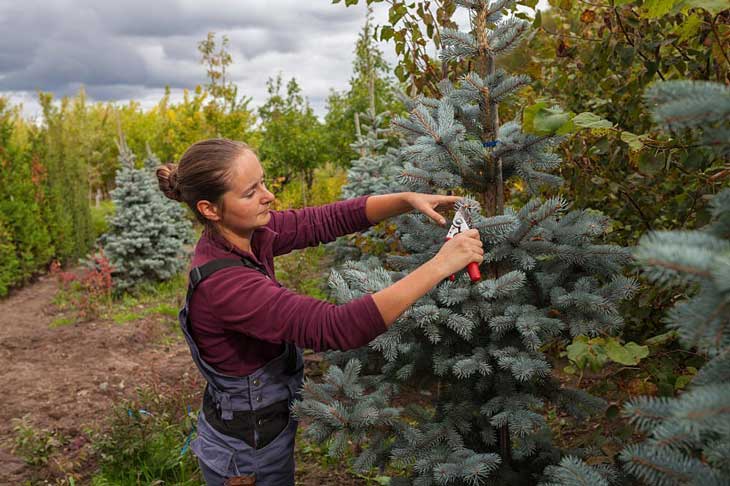 Pruning blue spruce trees