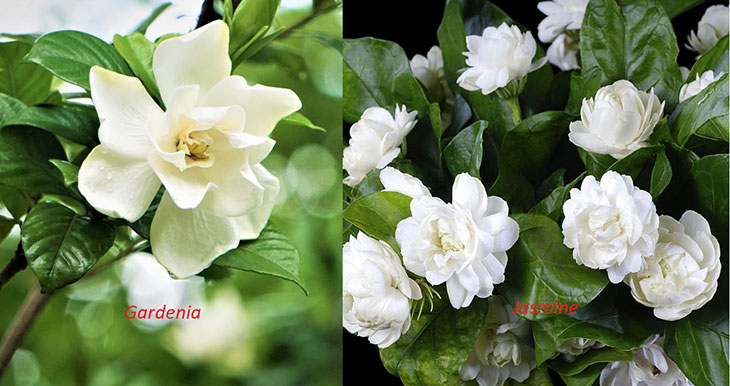 difference between gardenia and jasmine