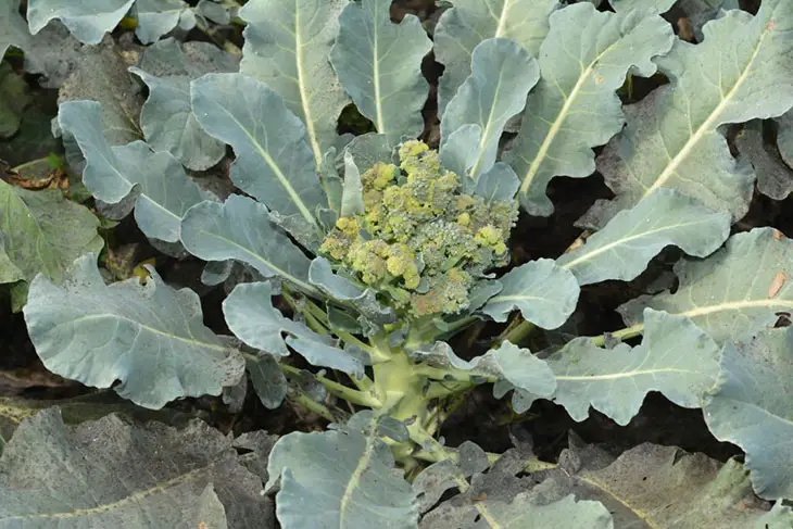 Black Spots on Broccoli Stems Safe to Eat or Not