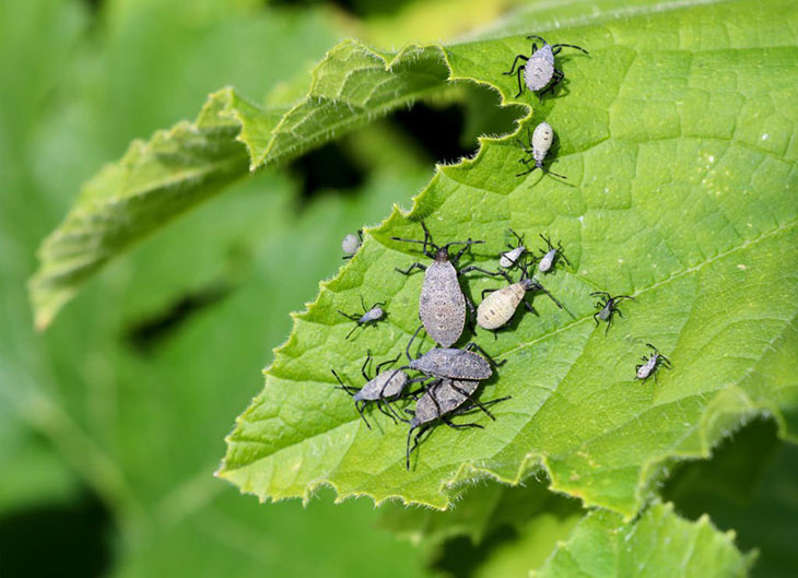 What Are Squash Bugs