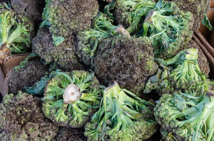 black spots on broccoli stems safe to eat
