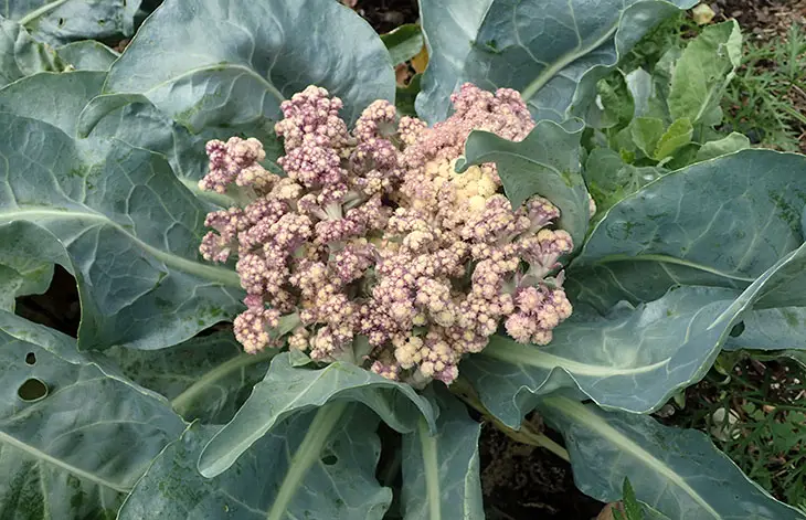 purple spots on cauliflower