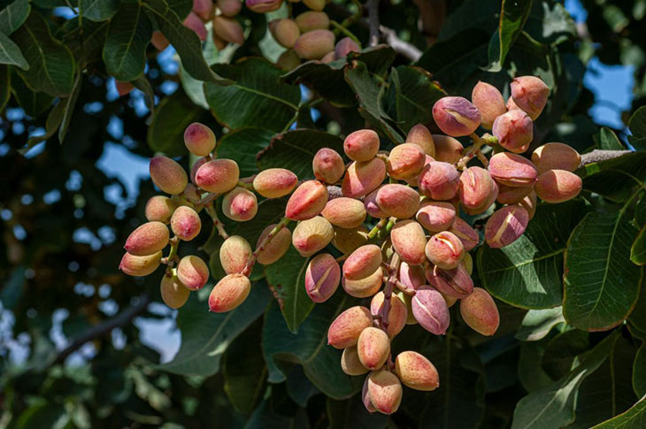 can i grow a pistachio tree