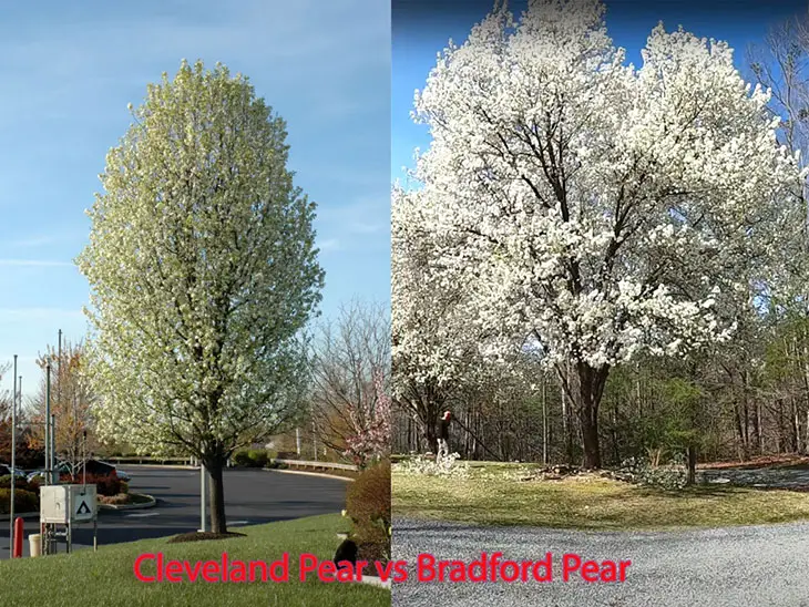 cleveland pear vs bradford pear