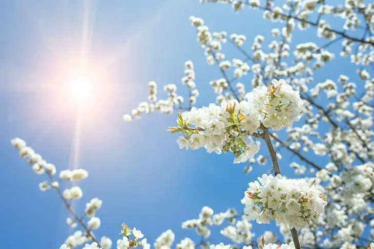 Early Spring White Flowering Trees Identification: 3 Best Ways