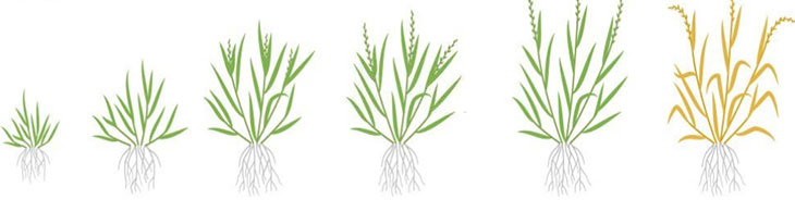 fescue growth stages