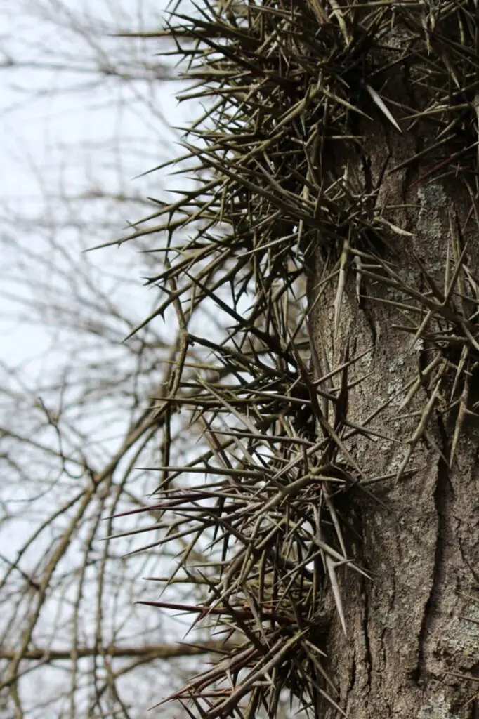 honey locust tree thorns poisonous