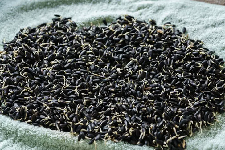how to germinate sunflower seeds in paper towel