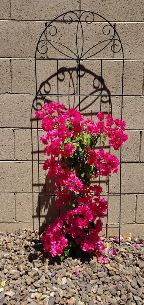how to grow bougainvillea on a trellis