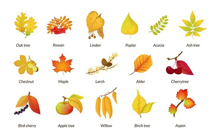 how to identify fruit trees