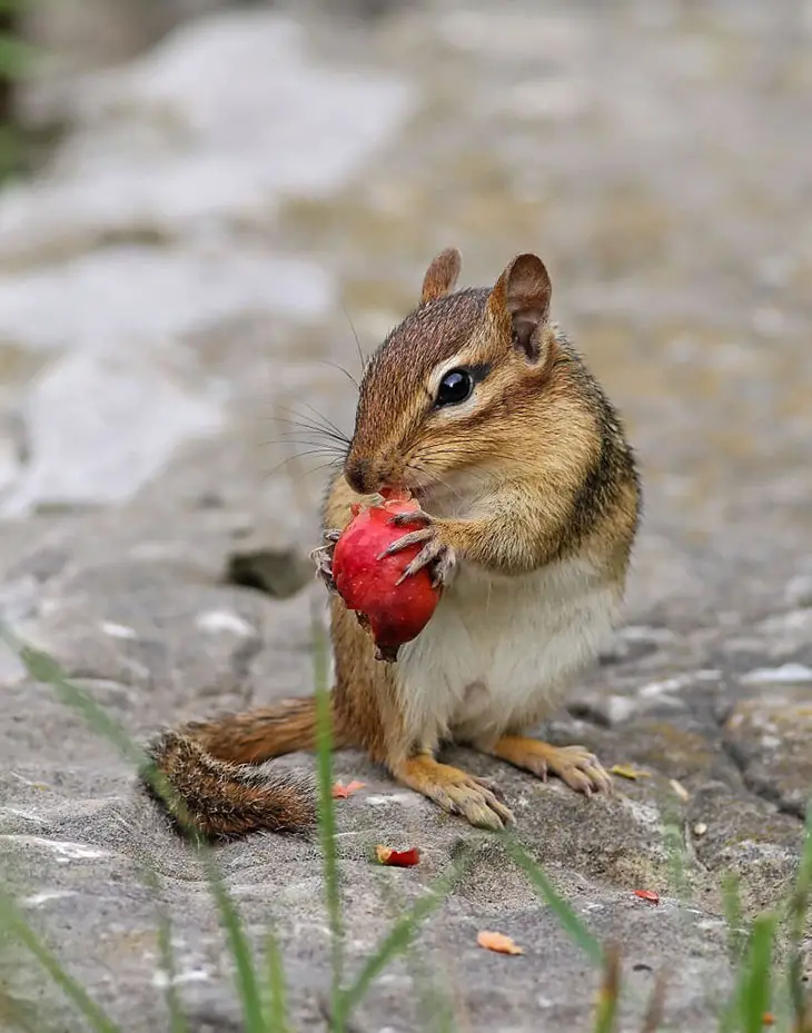 how to keep chipmunks from eating tomatoes