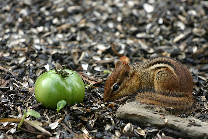 how to stop chipmunks from eating tomatoes