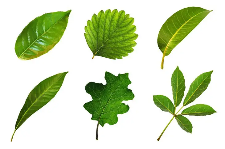 identify fruit tree by leaf