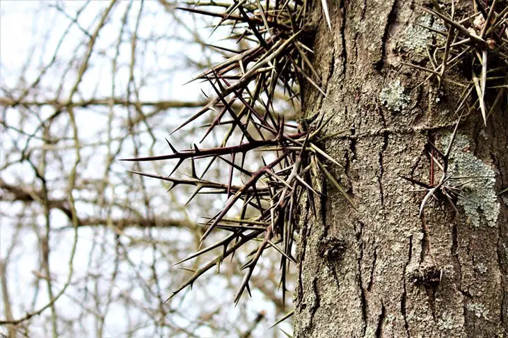 locust thorns poisonous