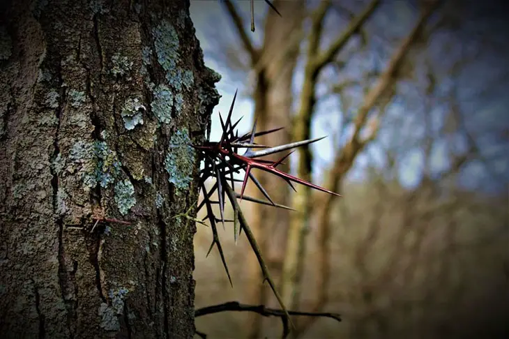 locust tree thorns poisonous
