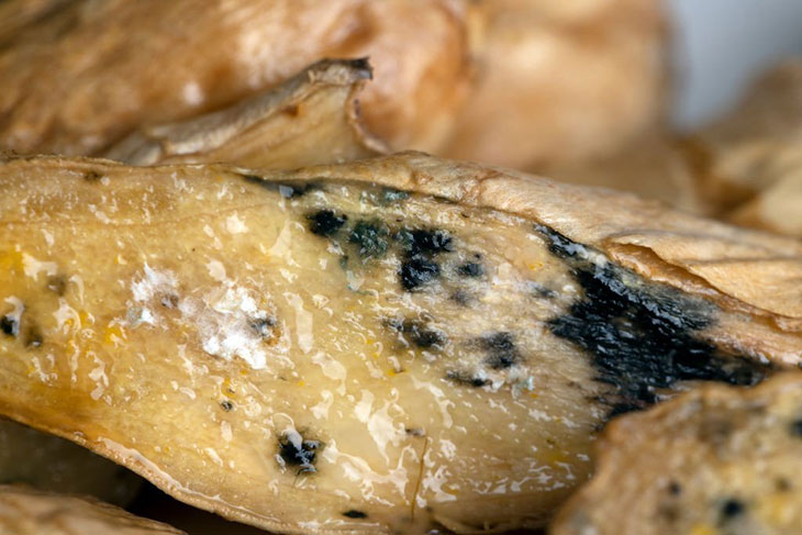 mold on ginger root