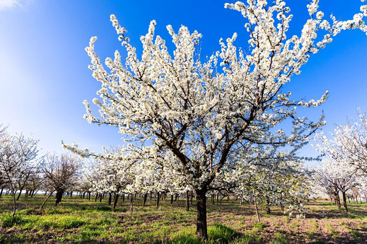 what are the white flowering trees in spring
