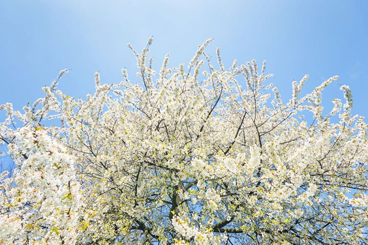 what tree blooms white in spring