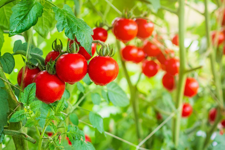 Types Of Vine Tomatoes - 18 Most Popular Variants In The US!