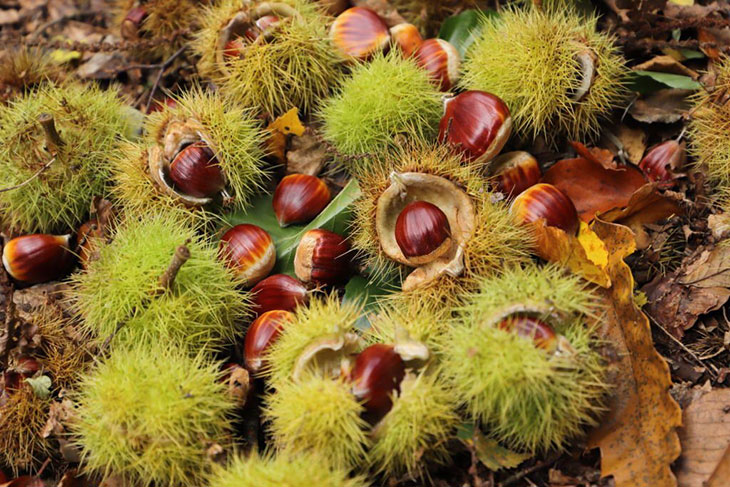 bitter chestnuts