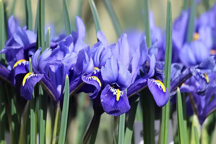 can i plant dutch iris bulbs in spring
