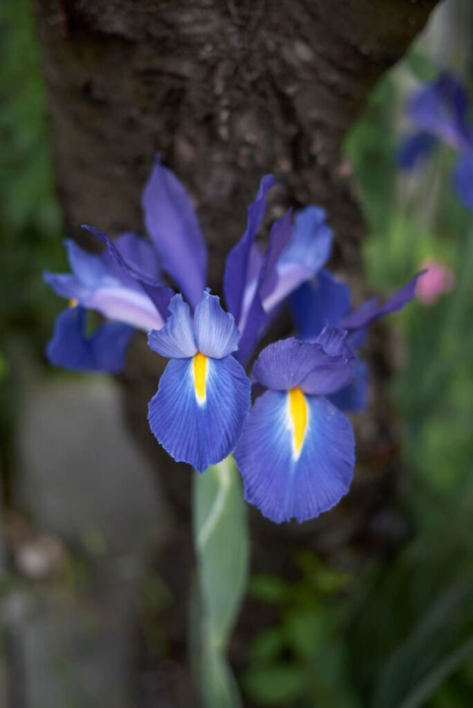 dutch iris bulbs planting