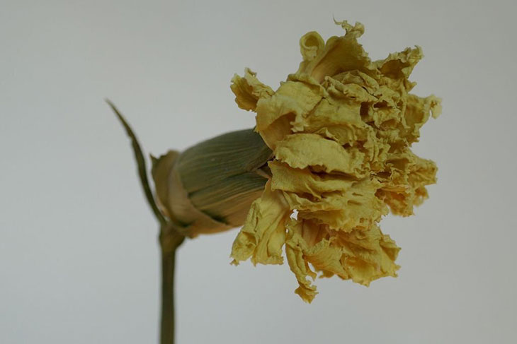 how to dry carnations