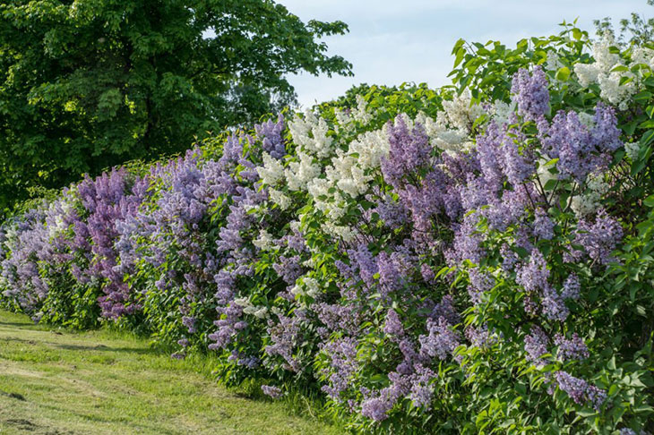 how to grow lilacs from seeds