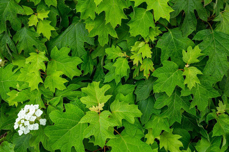 how to grow oakleaf hydrangea from cuttings
