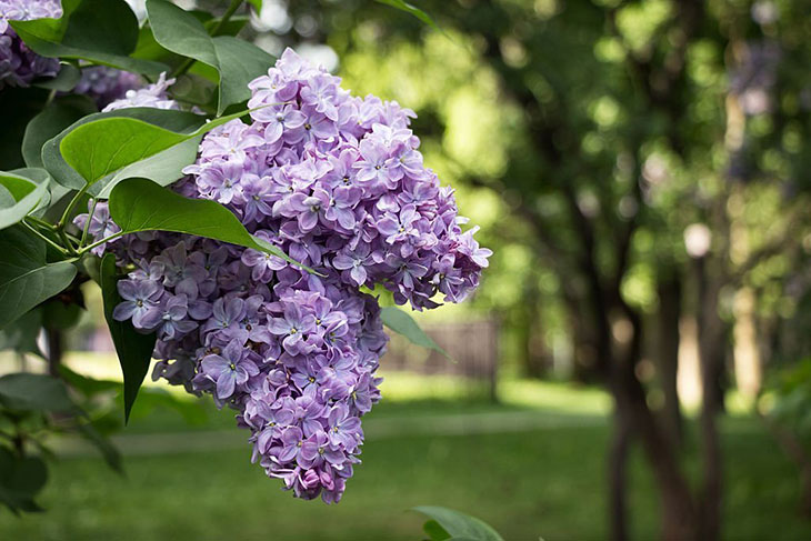 how to plant lilac seeds