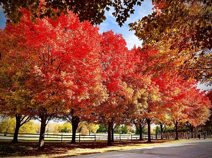 american red maple tree growth rate