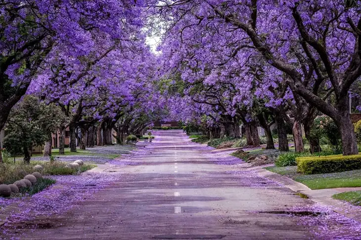 bright purple flowering tree