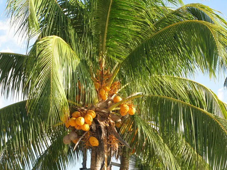 coconut tree in texas