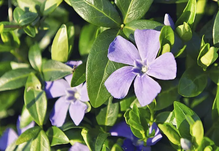 difference between vinca and periwinkle