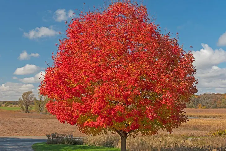 growth rate of a maple tree
