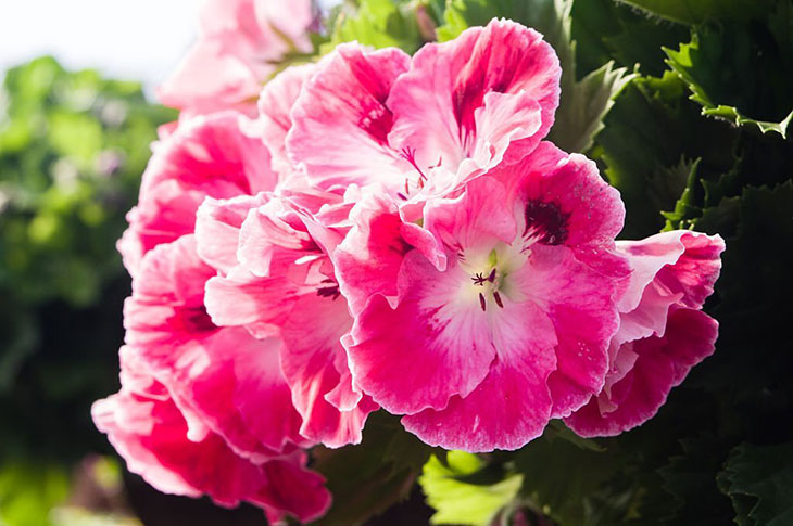 how cold can geraniums tolerate