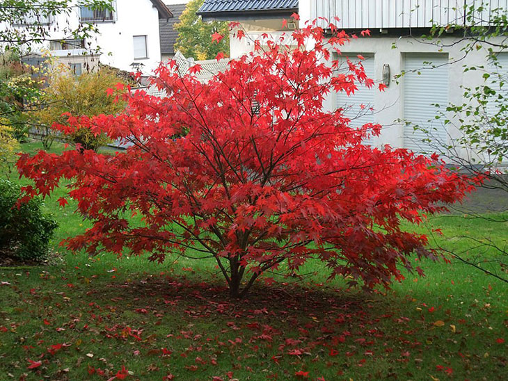 how fast do red maples grow