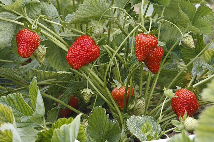 how to grow strawberries in tennessee