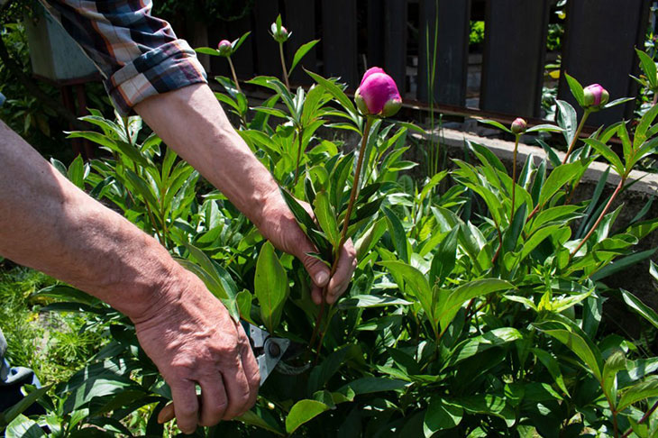 how to propagate peonies from cuttings