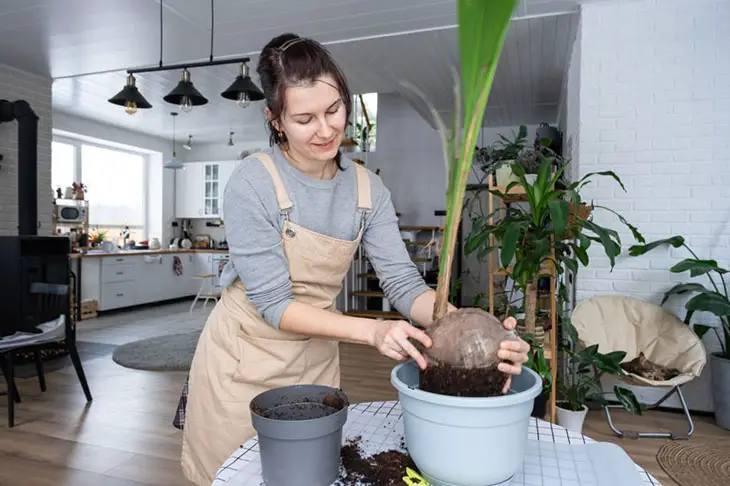 how to repot a palm plant