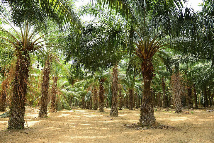 identify palm tree seed identification
