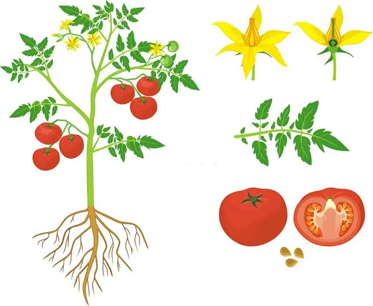 identify tomato plant