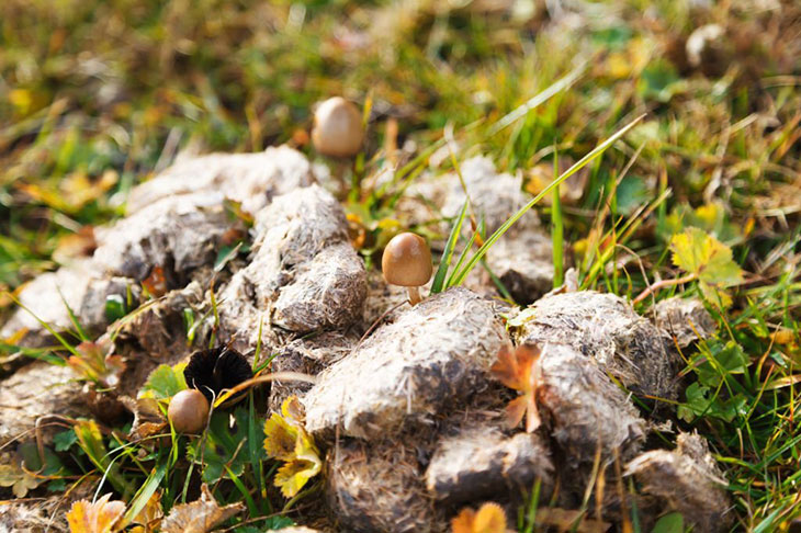 mushrooms that grow in horse poop