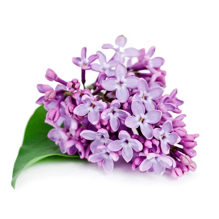 name of purple flower tree