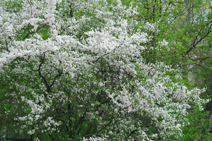 ornamental flowering plum tree