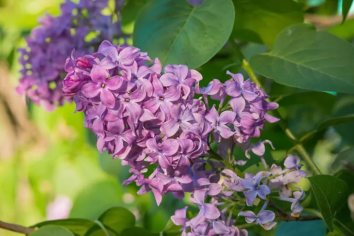 purple flowering tree identification